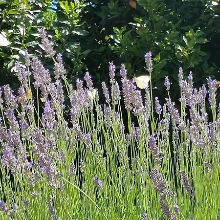カントリーハウス Casa Zia Cianetta Residenza Di Campagna Capodacqua (Foligno)